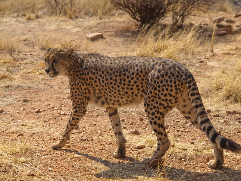 Amani Lodge, Cheetah